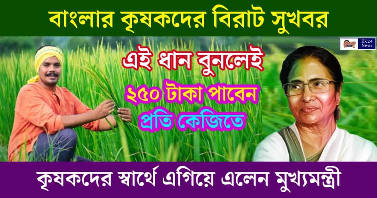 ধানের চাষ (Paddy Cultivation)