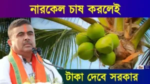 Coconut Farming (নারকেল চাষ)